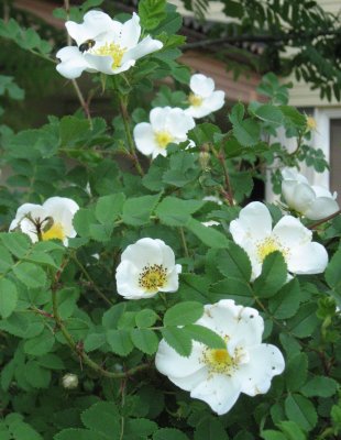 Rosa Pimpinellafolia ; Burnet Rose ; juhannusruusu ; midsommarros