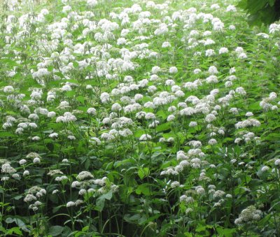 Ground Elder; Aegopodium podagraria