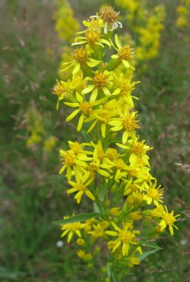 Solidago Virgaurea, Goldenrod