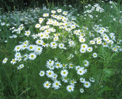 Tripleurospermum inodorum; corn mayweed; scentless hayweed; scentless camomile