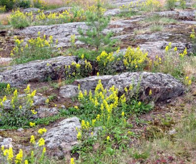 More Goldenrods