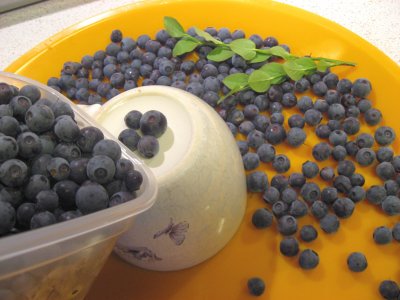 Blueberry / Bilberry Time