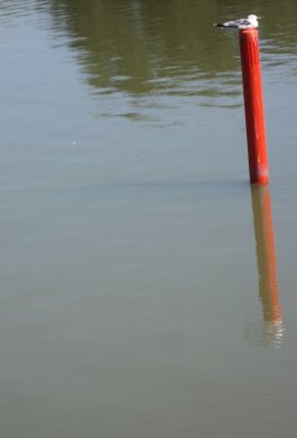 Gull on a Red Pole