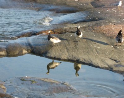 Waterbirds On The Cliff - Branta leucopsis and larus canus