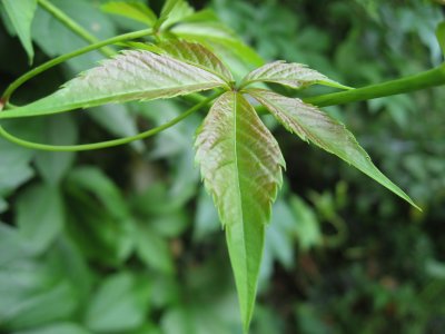 Leaf Of Virginia Creeper