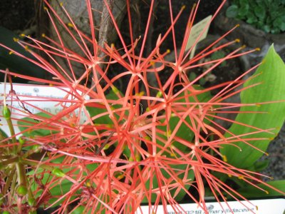 Blood Lily / Scadoxus Multiflorus