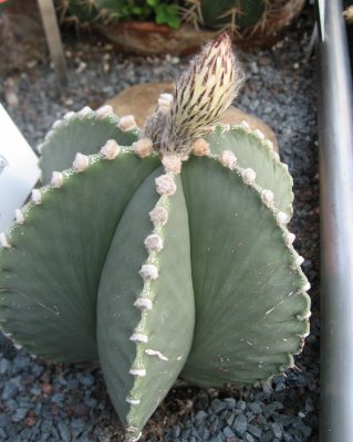 Bishop's Cap Cactus /Bishop's Hood Cactus/Astrophytum Myriostigma, 