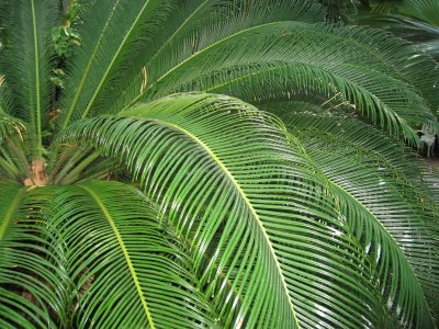 Palm Leaves - Sago Palm according to Lynn's identification