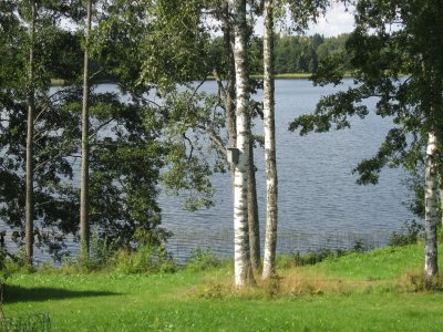 Birches and possibly European Aspens