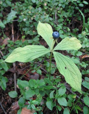 Herb Paris / Paris quadrifolia