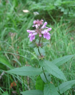 Still Blooming. Wild Basil  3 (3) or Satureja vulgaris/Acinos vulgaris/Calamintha vulgaris/Clinopodium vulgaris