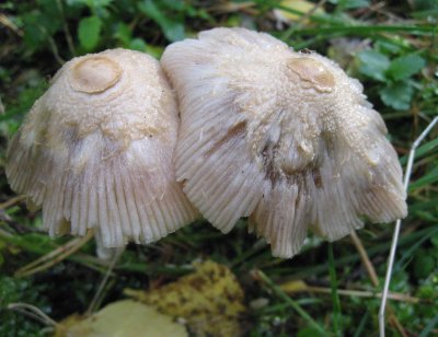 Skirt Mushrooms