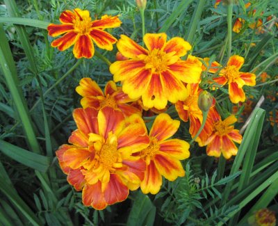 Tagetes or French Marigolds still blooming