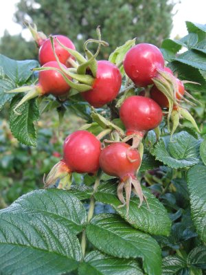 Rose Hips