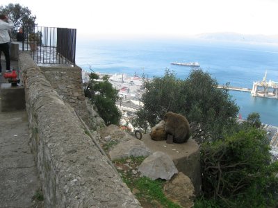 View Over The Harbour,  Apes