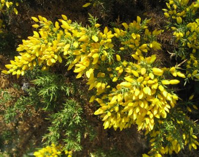 Shrub With Yellow Flowers - Gorse-Ulex europaeus