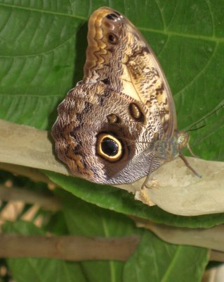 Butterfly House - Mariposario de Benalmdena, Costa del Sol