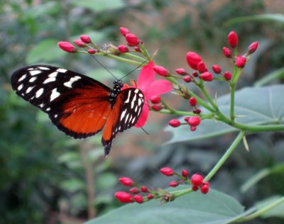 Butterfly House - Mariposario de Benalmdena, Costa del Sol