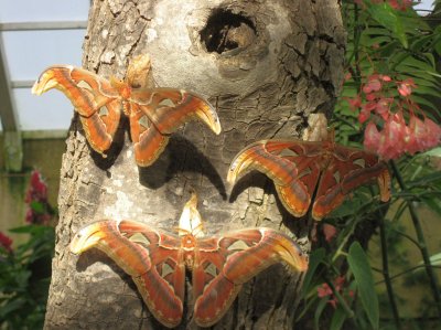 Exotic Butterflies on the Trunk of a Tree