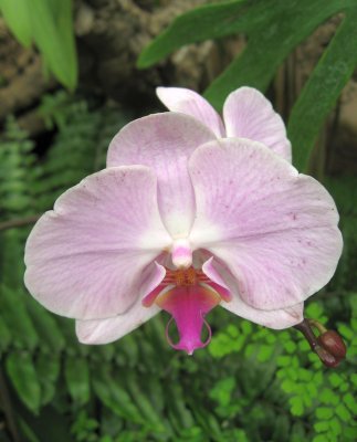 Phalaenopsis. sp