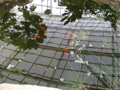 Butterfly House, Fish Pond
