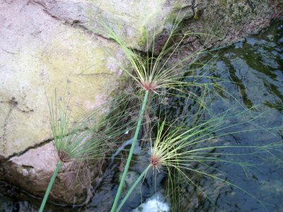 Water Plants in the Fish Pond
