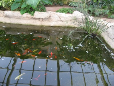 Fish Pond 2
