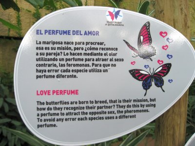 Love Perfume is Used