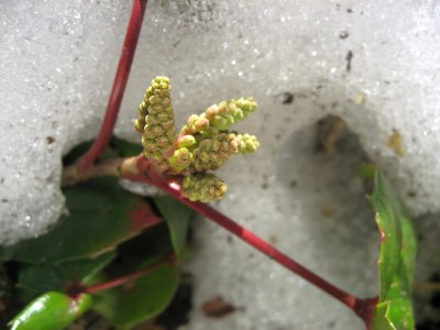 Buds of Mahonia in Snow