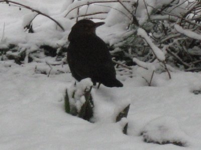 Blackbird and New Snow - Black and White