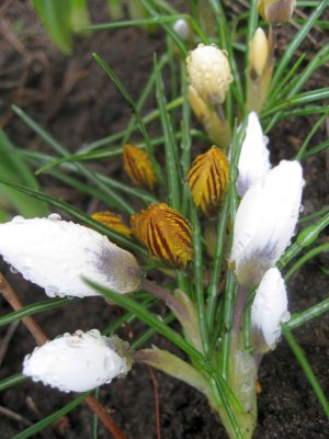 White and Orange Crocuses