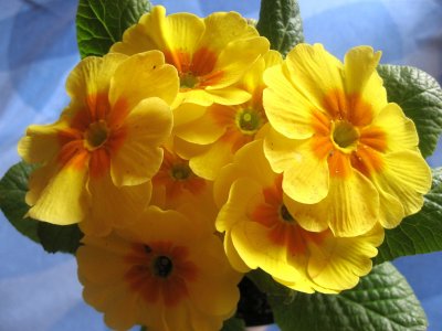 Primula Vulgaris - (Primula) Polyantha Primrose