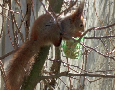 Squirrel and the Last Suet Balls