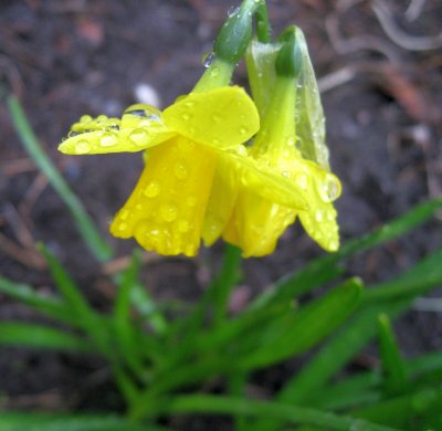 Daffodils After The Rain