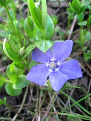 In  French: Pervenche; Periwinkle; Vinca Minor; Talvio