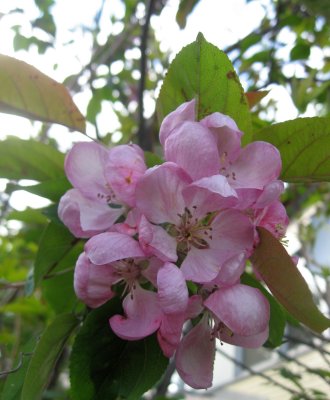Malus Purpurea / Rosebloom Crabapple 