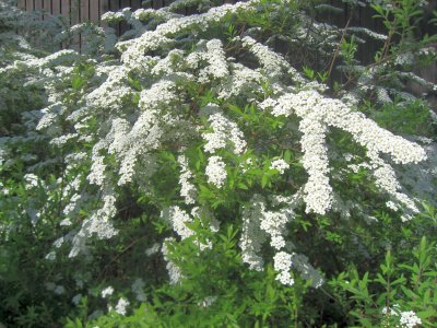 Spiraea Cinerea Grefsheim