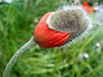 The poppy is finally taking off its winter cap!