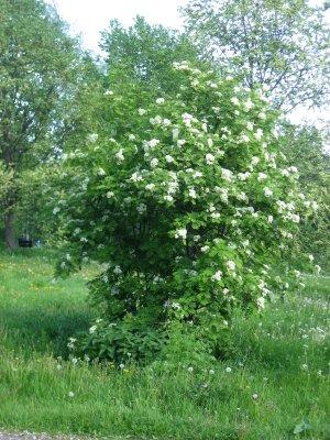  Rowan Tree Blooming