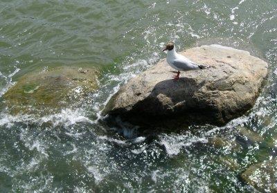 Black-headed Gull / Larus ridibundus