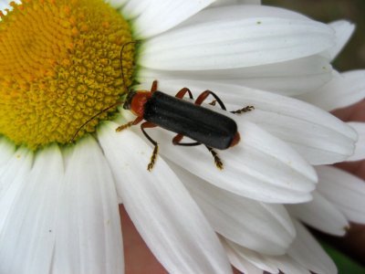 A Beetle on the Marguerite