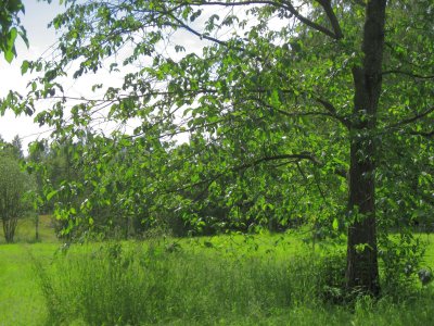 Long Branches