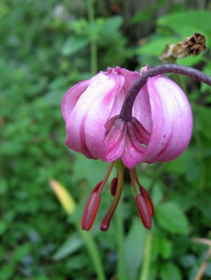 A Slowly Opening Martagon Lily