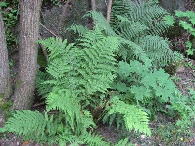 Ferns And Young Maple Trees