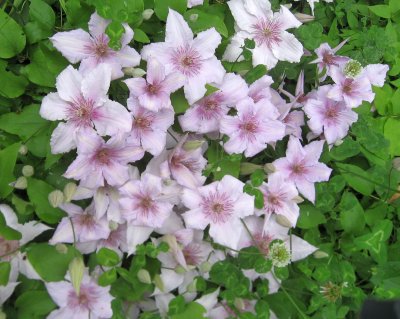Clematis and Trefoil 
