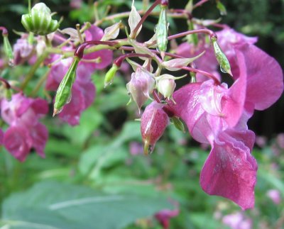 Impatiens glandulifera - Himalayan Balsam /Poor Man's Orchid