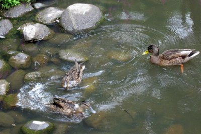 Sporting Ducks