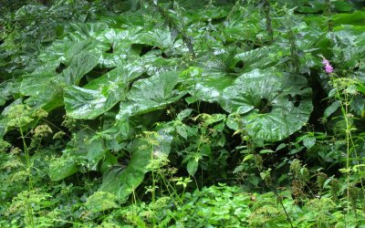 Wet Leaves