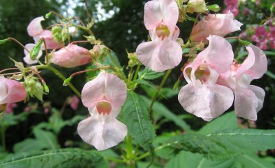 Impatiens glandulifera - Himalayan Balsam / Poor Man's Orchid 