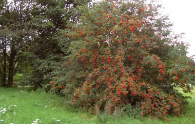 Rowan Tree Groaning with Berries